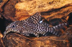 Synodontis eupterus