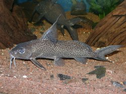 Synodontis filamentosus