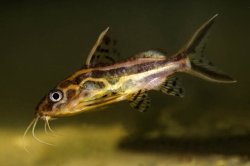 Synodontis flavitaeniatus - Click for species page