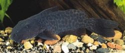 Synodontis gobroni