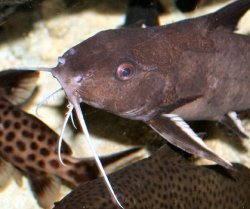 Synodontis granulosus