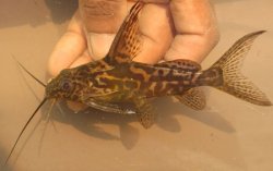 Synodontis greshoffi - Click for species page