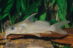Synodontis haugi