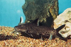 Synodontis irsacae - Click for species page