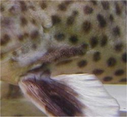 Synodontis irsacae