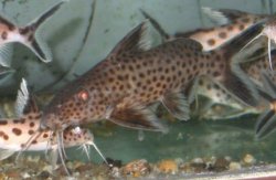 Synodontis irsacae