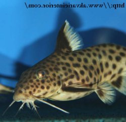 Synodontis irsacae