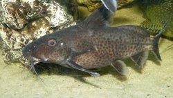 Synodontis irsacae