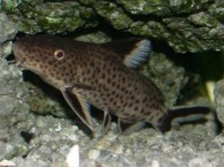 Synodontis irsacae