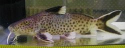 Synodontis irsacae