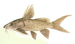 Synodontis khartoumensis - Click for species page