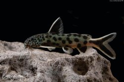 Synodontis lucipinnis - Click for species page