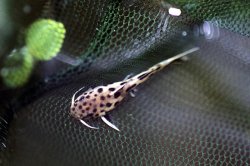 Synodontis lucipinnis