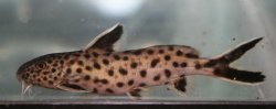 Synodontis lucipinnis