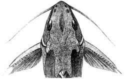Synodontis macrops