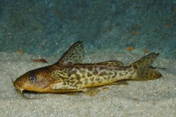 Synodontis macrostigma