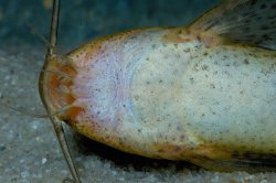 Synodontis macrostigma