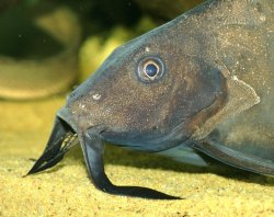 Synodontis membranaceus