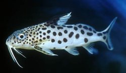 Synodontis multipunctatus