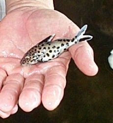 Synodontis multipunctatus