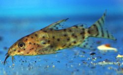 Synodontis nigrita