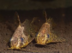 Synodontis nigriventris