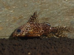 Synodontis nigriventris
