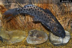 Synodontis njassae - Click for species page