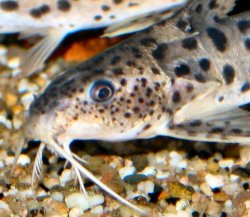 Synodontis njassae