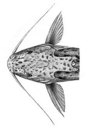 Synodontis njassae