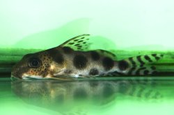 Synodontis nummifer - Click for species page