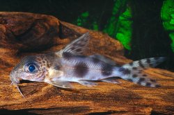 Synodontis nummifer