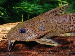 Synodontis obesus