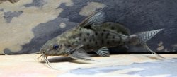 Synodontis ocellifer - Click for species page