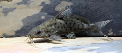 Synodontis ocellifer