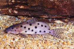 Synodontis ocellifer