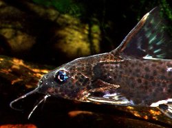 Synodontis orientalis