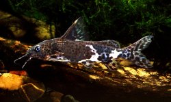 Synodontis orientalis