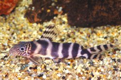 Synodontis ornatipinnis - Click for species page