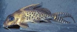 Synodontis ornatissimus