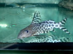 Synodontis pardalis
