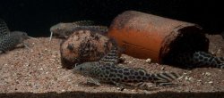 Synodontis pardalis