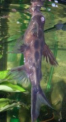 Synodontis pleurops