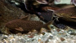 Synodontis polli