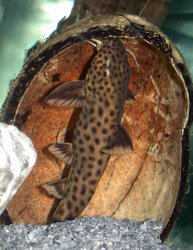 Synodontis polli