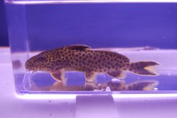 Synodontis polli