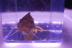 Synodontis polli