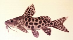 Synodontis polystigma