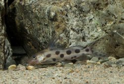 Synodontis pulcher - Click for species page