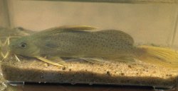 Synodontis punctifer - Click for species page
